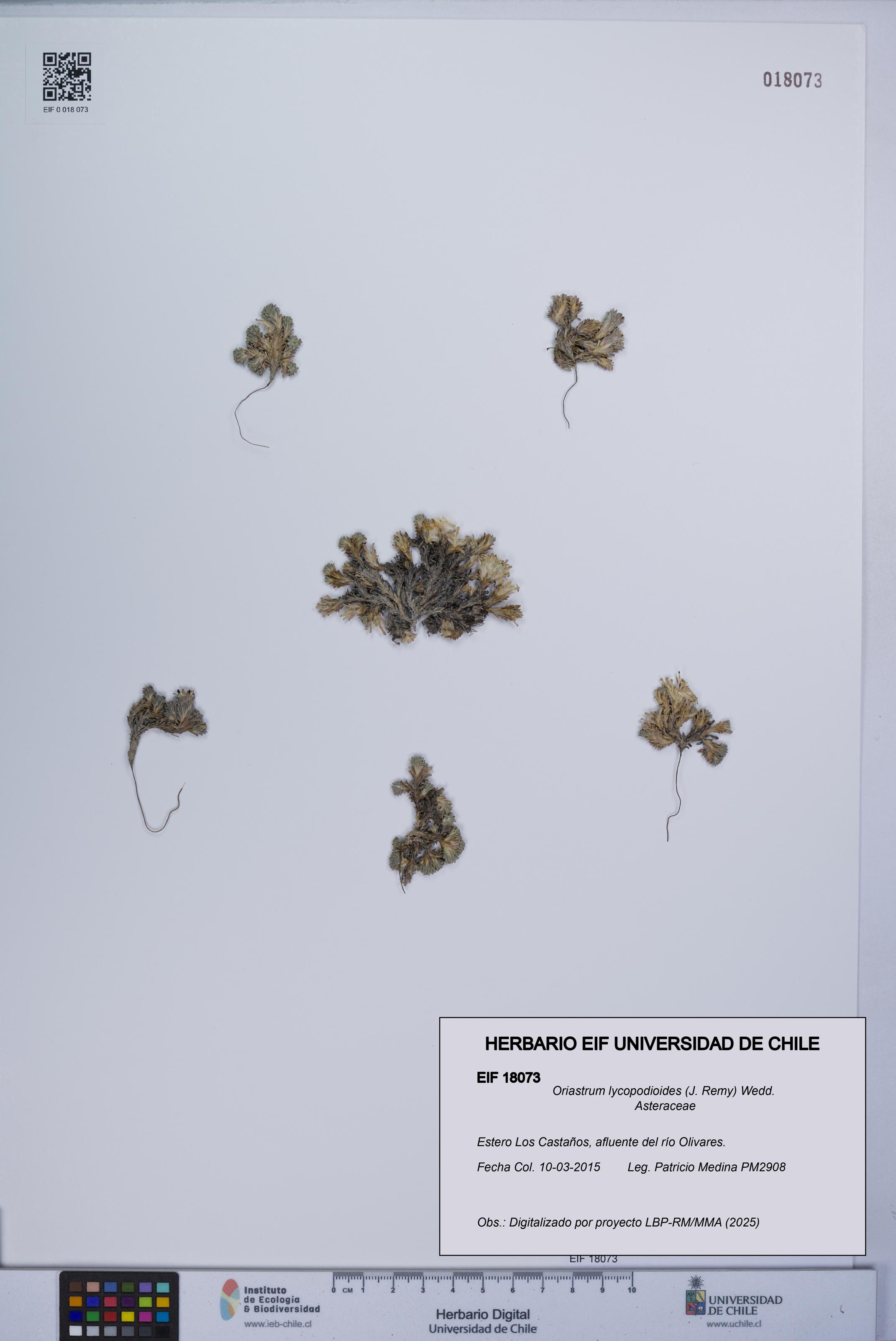 Oriastrum lycopodioides [Espécimen: UCH:EIF:0018073]