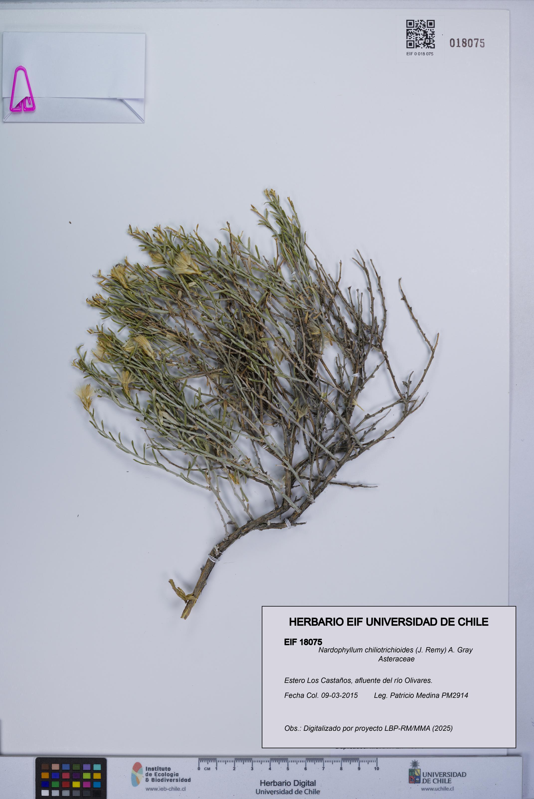 Nardophyllum chiliotrichioides [Espécimen: UCH:EIF:0018075]