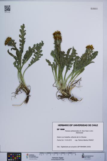 Perezia carthamoides [Espécimen: UCH:EIF:0018080]