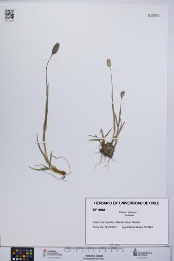 Phleum alpinum [Espécimen: UCH:EIF:0018082]
