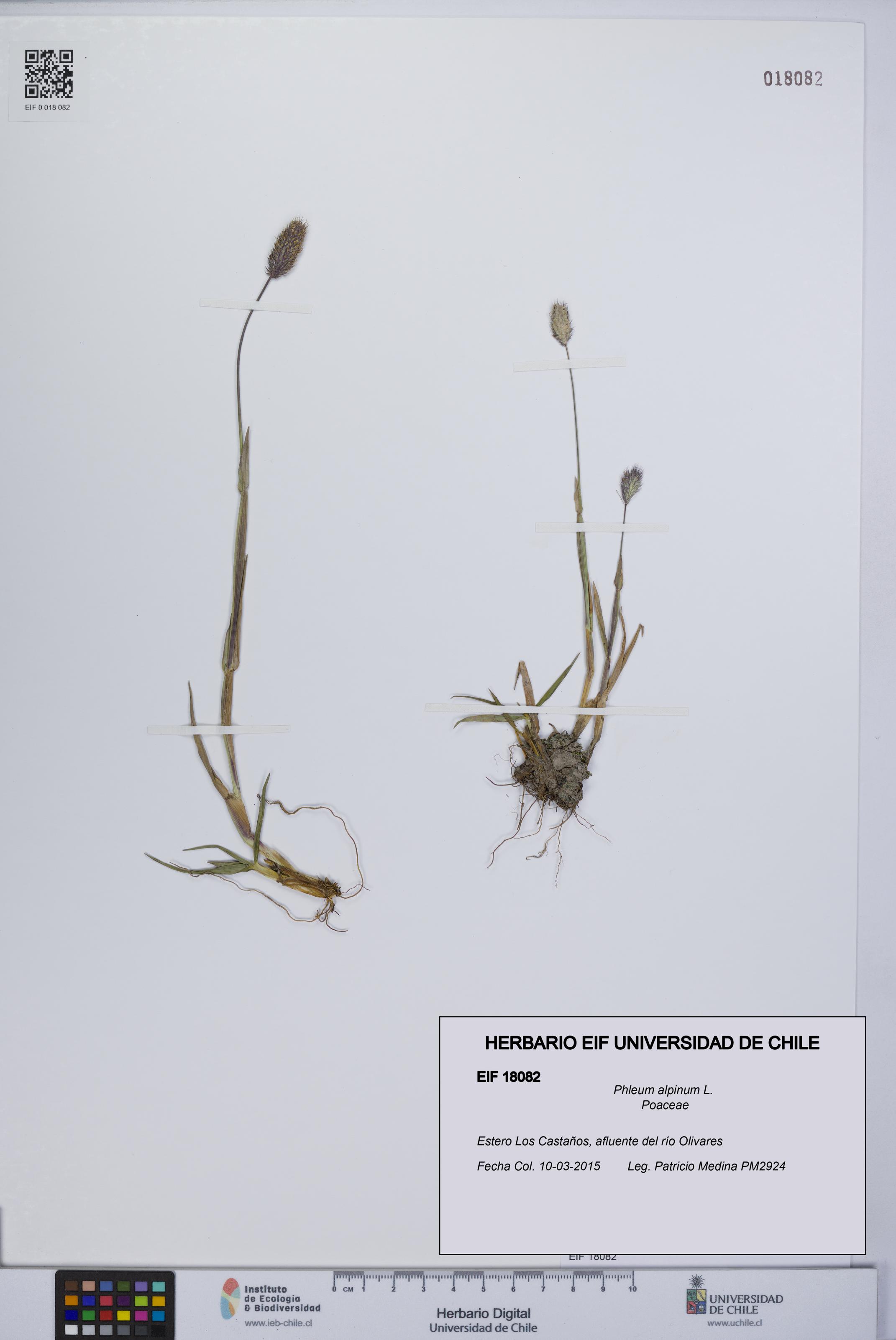 Phleum alpinum [Espécimen: UCH:EIF:0018082]