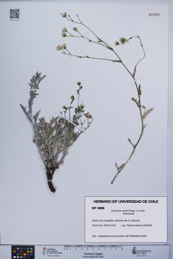 Leucheria rosea [Espécimen: UCH:EIF:0018085]