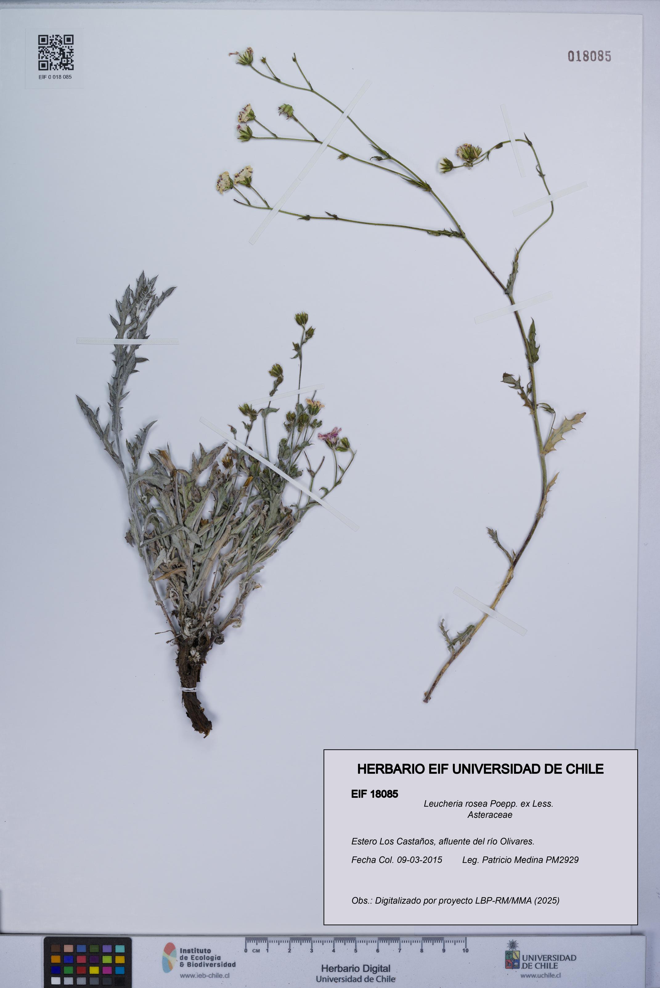 Leucheria rosea [Espécimen: UCH:EIF:0018085]