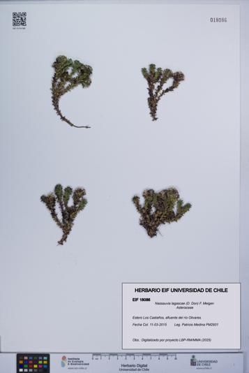 Nassauvia lagascae [Espécimen: UCH:EIF:0018086]