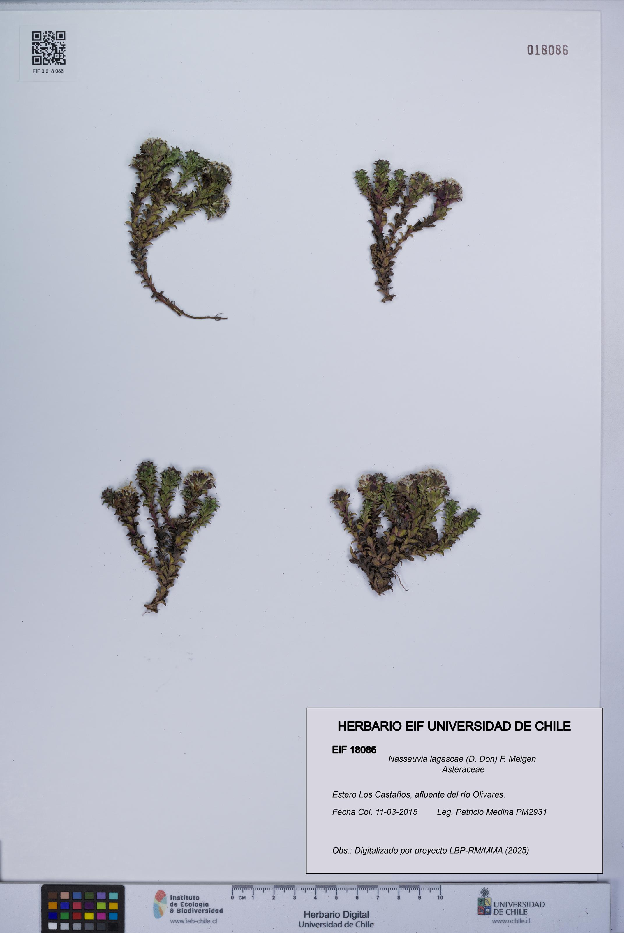 Nassauvia lagascae [Espécimen: UCH:EIF:0018086]