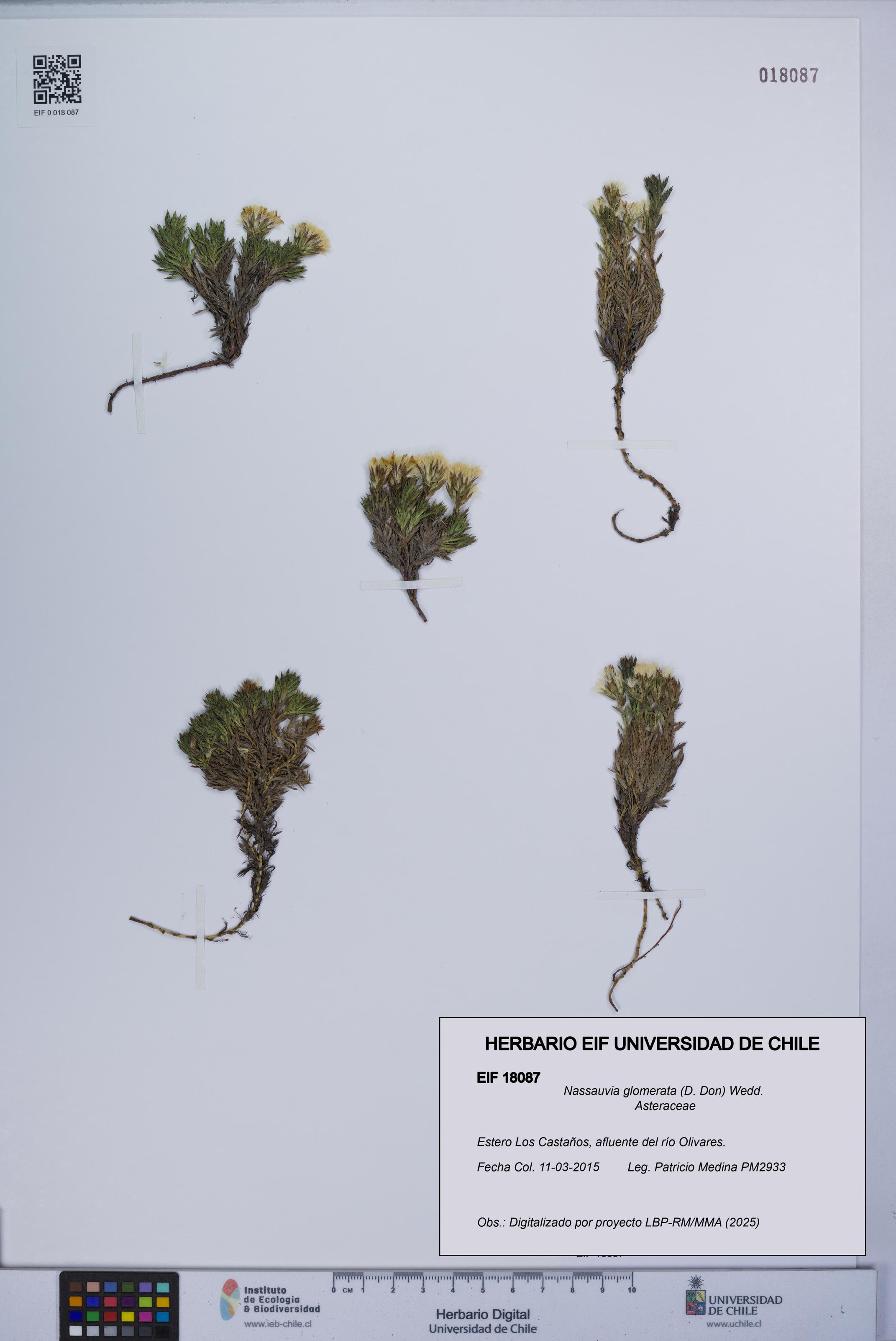 Nassauvia glomerata [Espécimen: UCH:EIF:0018087]
