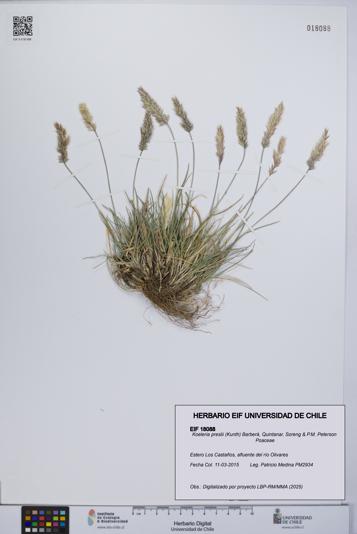 Koeleria preslii [Espécimen: UCH:EIF:0018088]