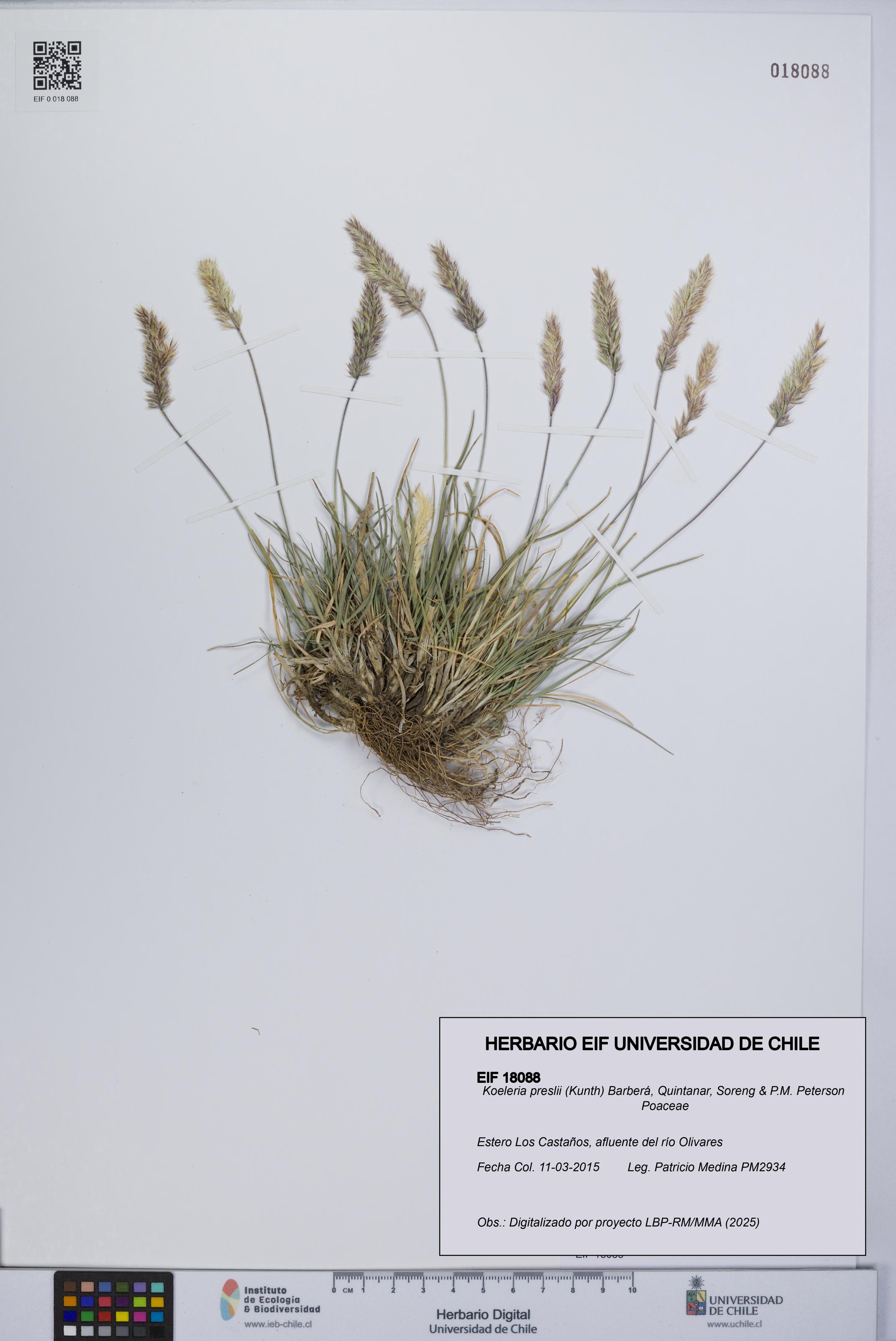 Koeleria preslii [Espécimen: UCH:EIF:0018088]