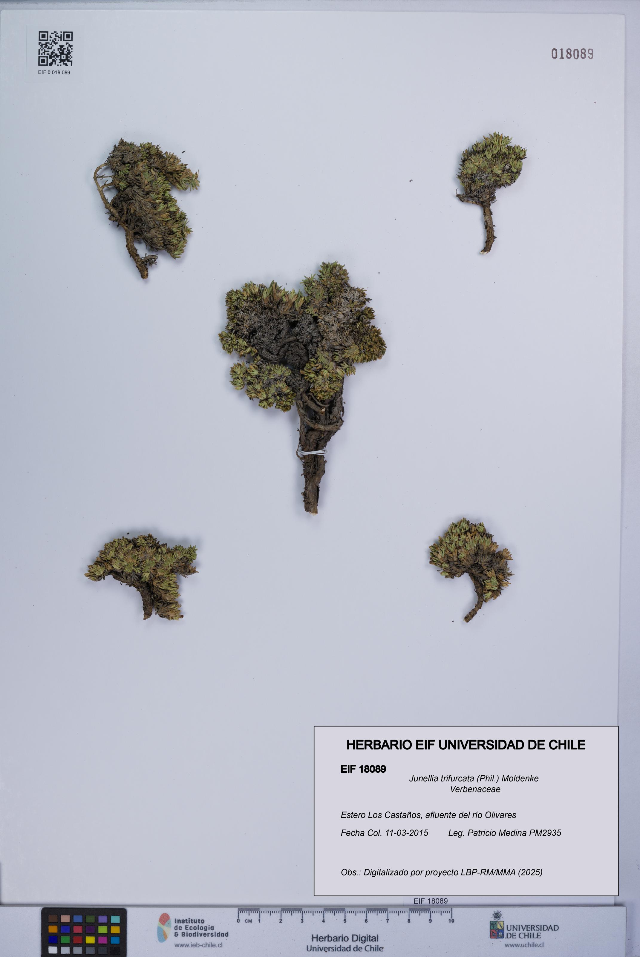 Junellia trifurcata [Espécimen: UCH:EIF:0018089]