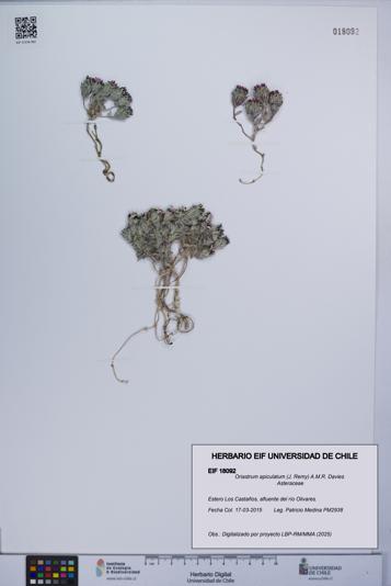 Oriastrum apiculatum [Espécimen: UCH:EIF:0018092]