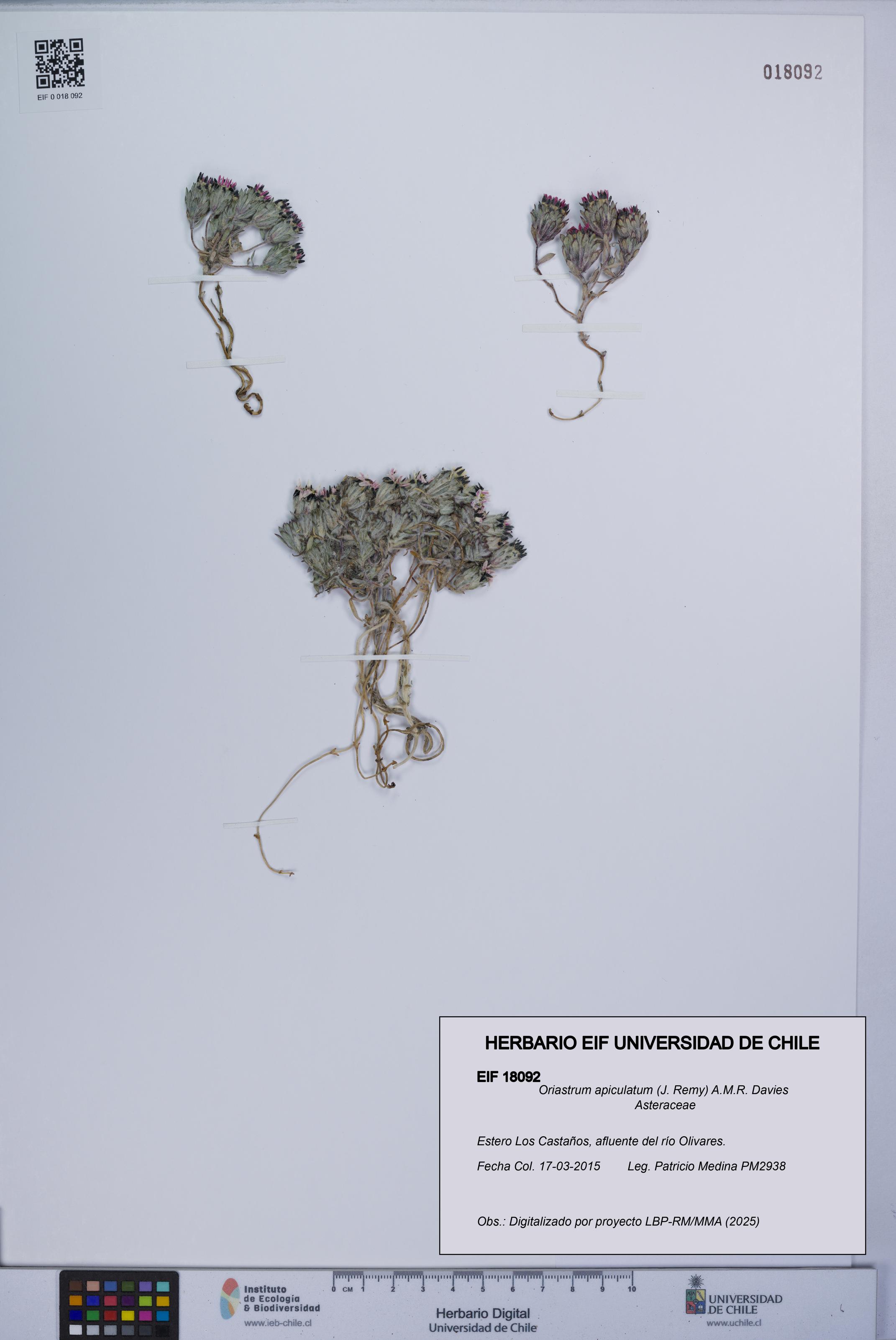 Oriastrum apiculatum [Espécimen: UCH:EIF:0018092]