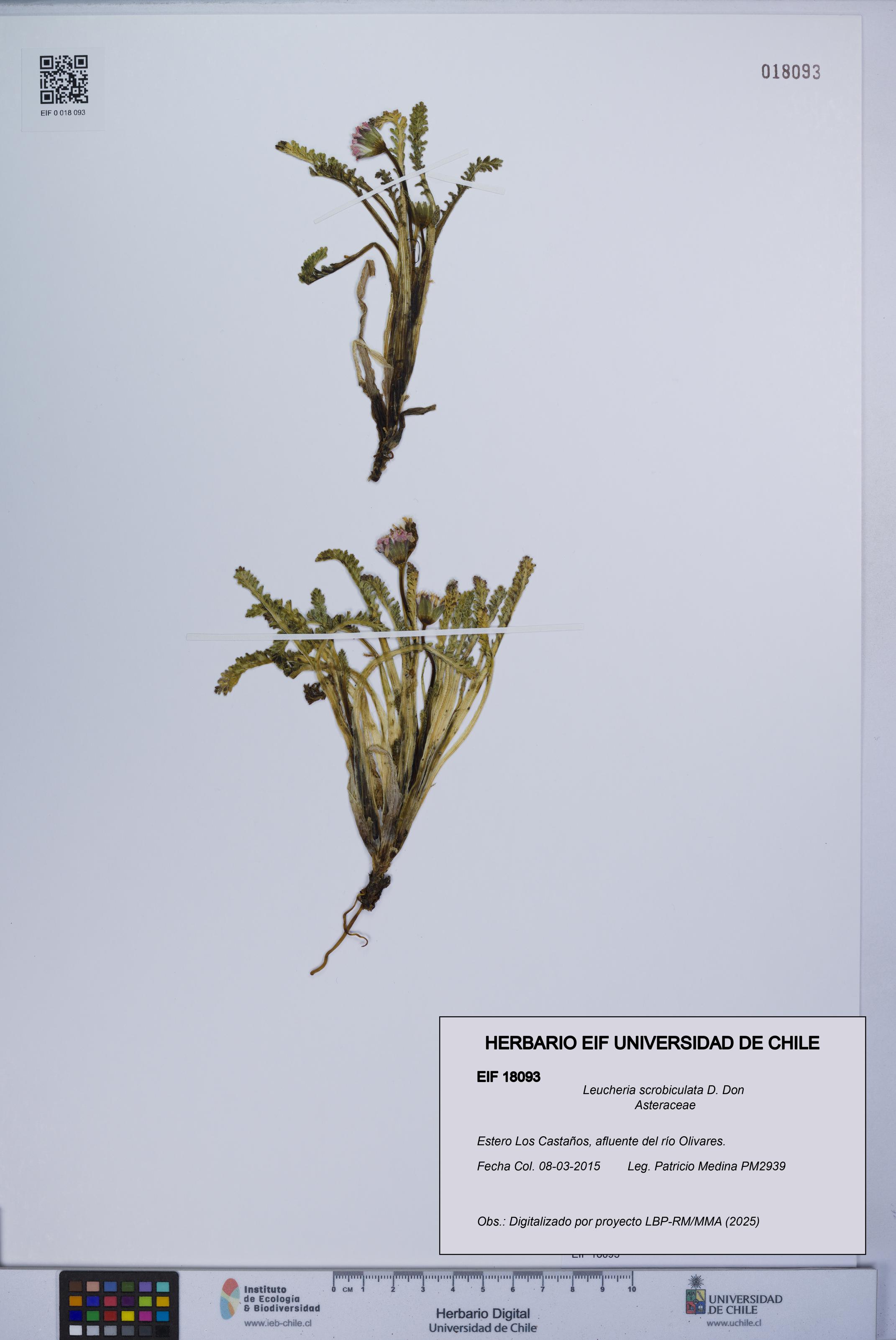 Leucheria scrobiculata [Espécimen: UCH:EIF:0018093]