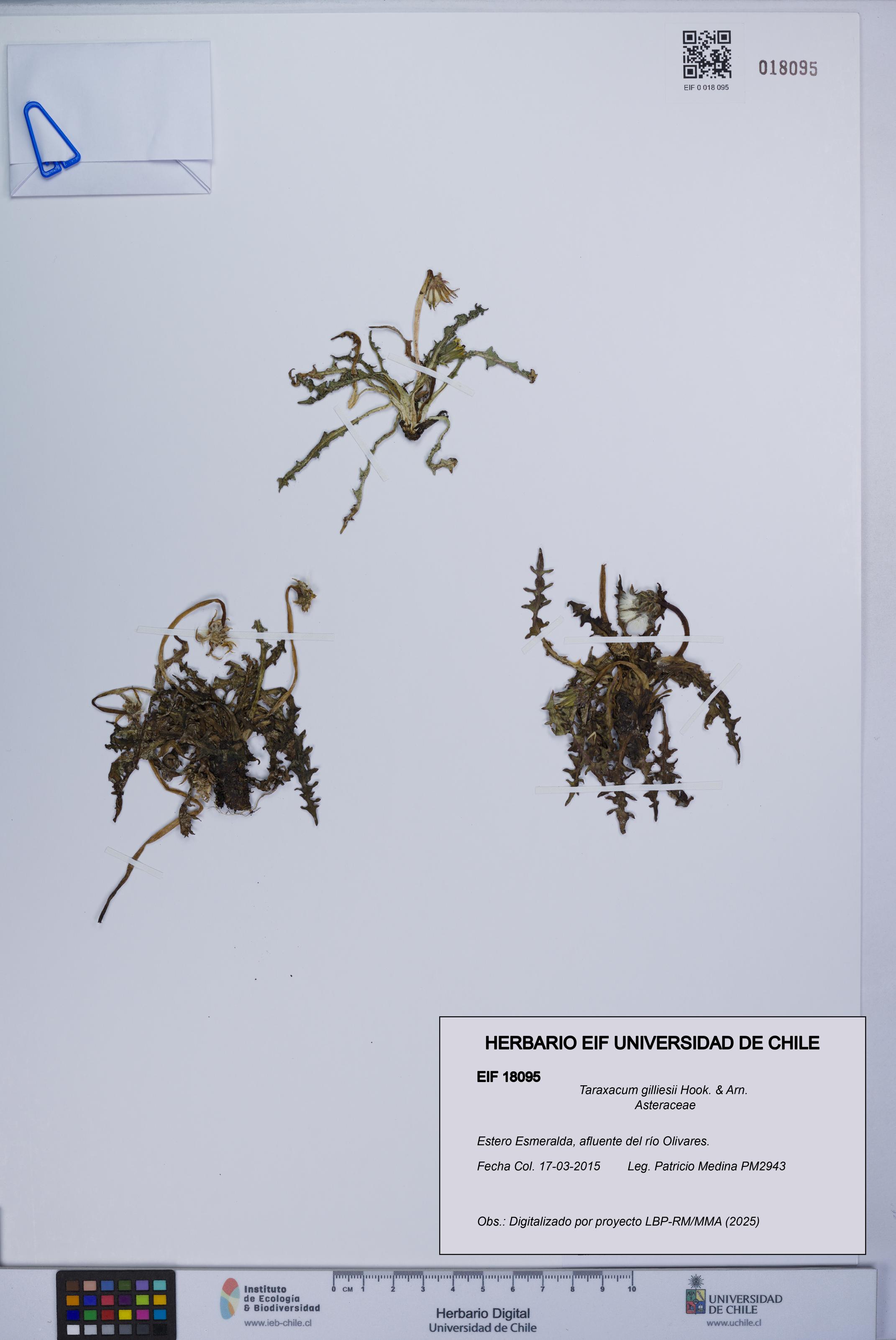 Taraxacum gilliesii [Espécimen: ]