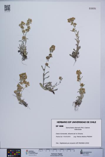 Gamochaeta villarroelii [Espécimen: UCH:EIF:0018096]