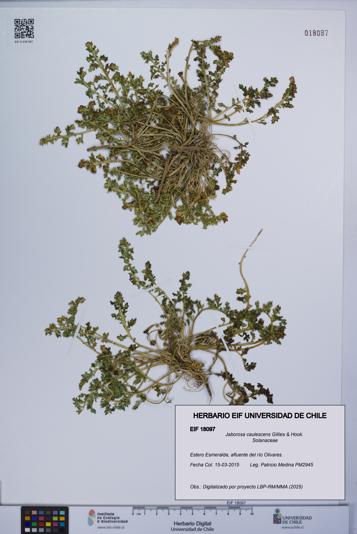 Jaborosa caulescens [Espécimen: UCH:EIF:0018097]