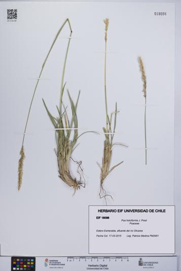 Poa holciformis [Espécimen: UCH:EIF:0018098]