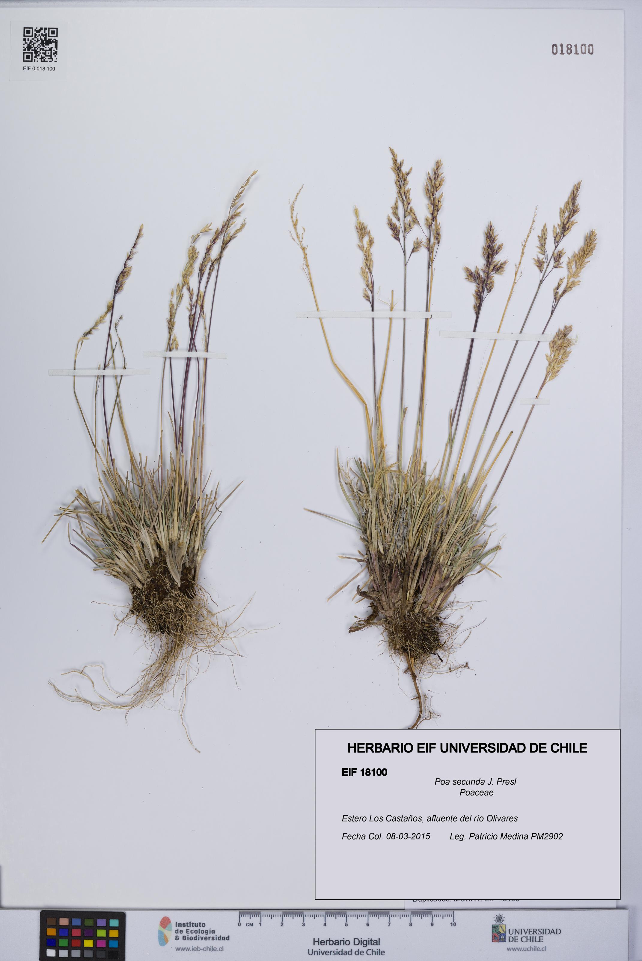Poa secunda [Espécimen: UCH:EIF:0018100]