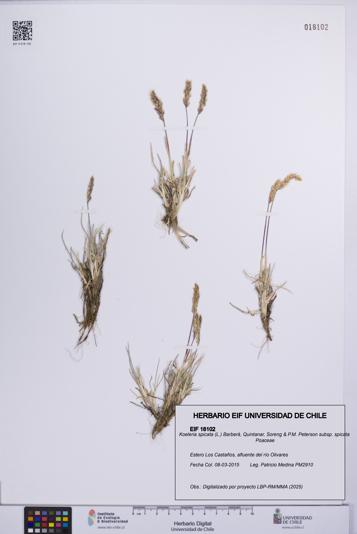 Koeleria spicata [Espécimen: UCH:EIF:0018102]