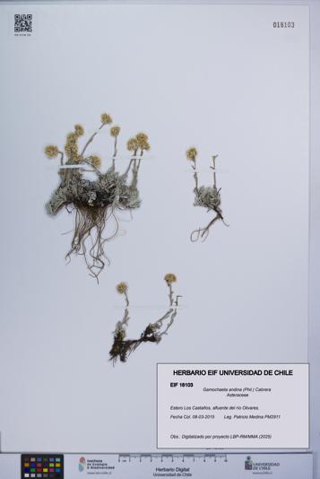 Gamochaeta andina [Espécimen: UCH:EIF:0018103]