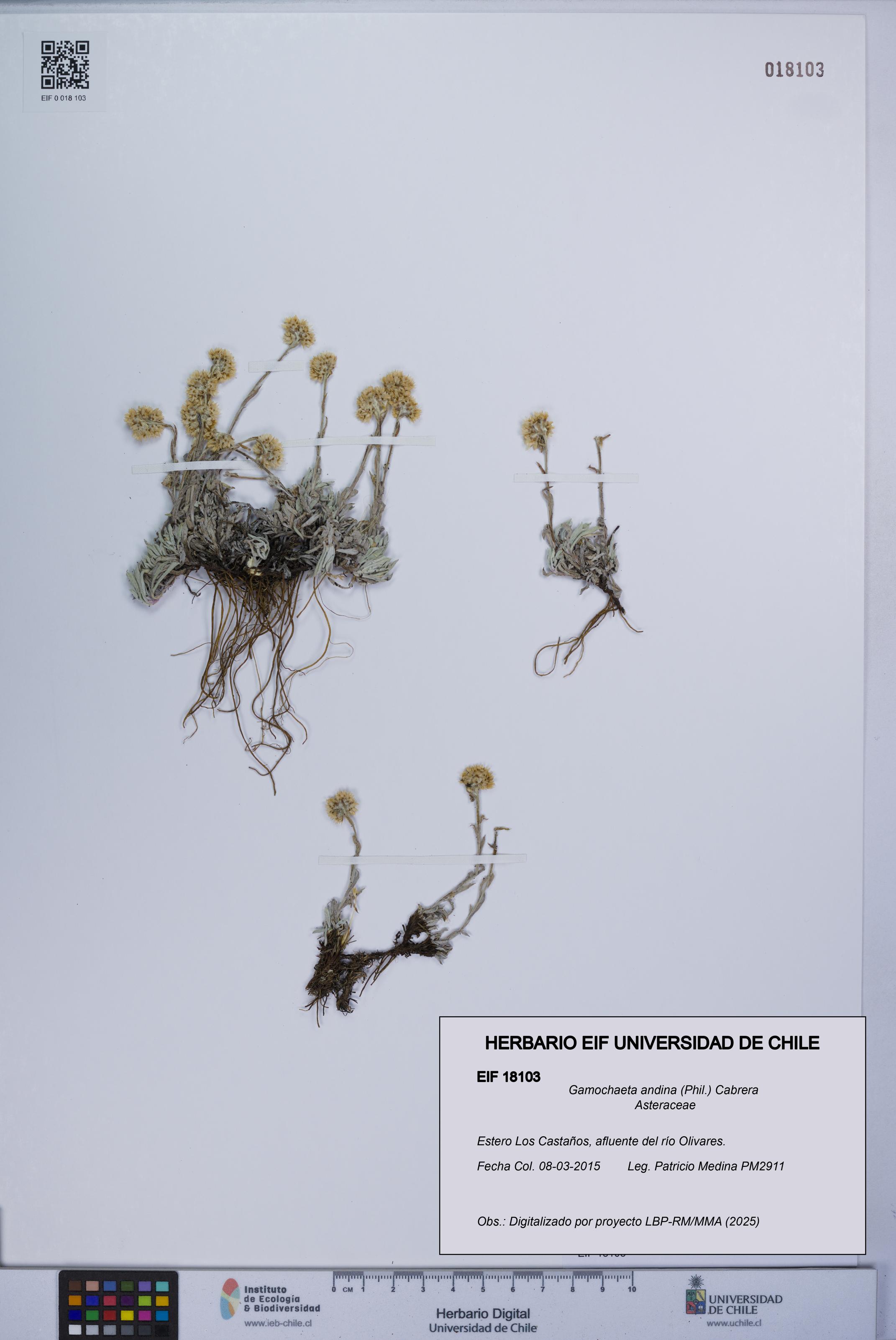 Gamochaeta andina [Espécimen: UCH:EIF:0018103]