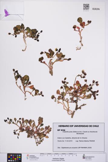 Cistanthe picta [Espécimen: UCH:EIF:0018104]