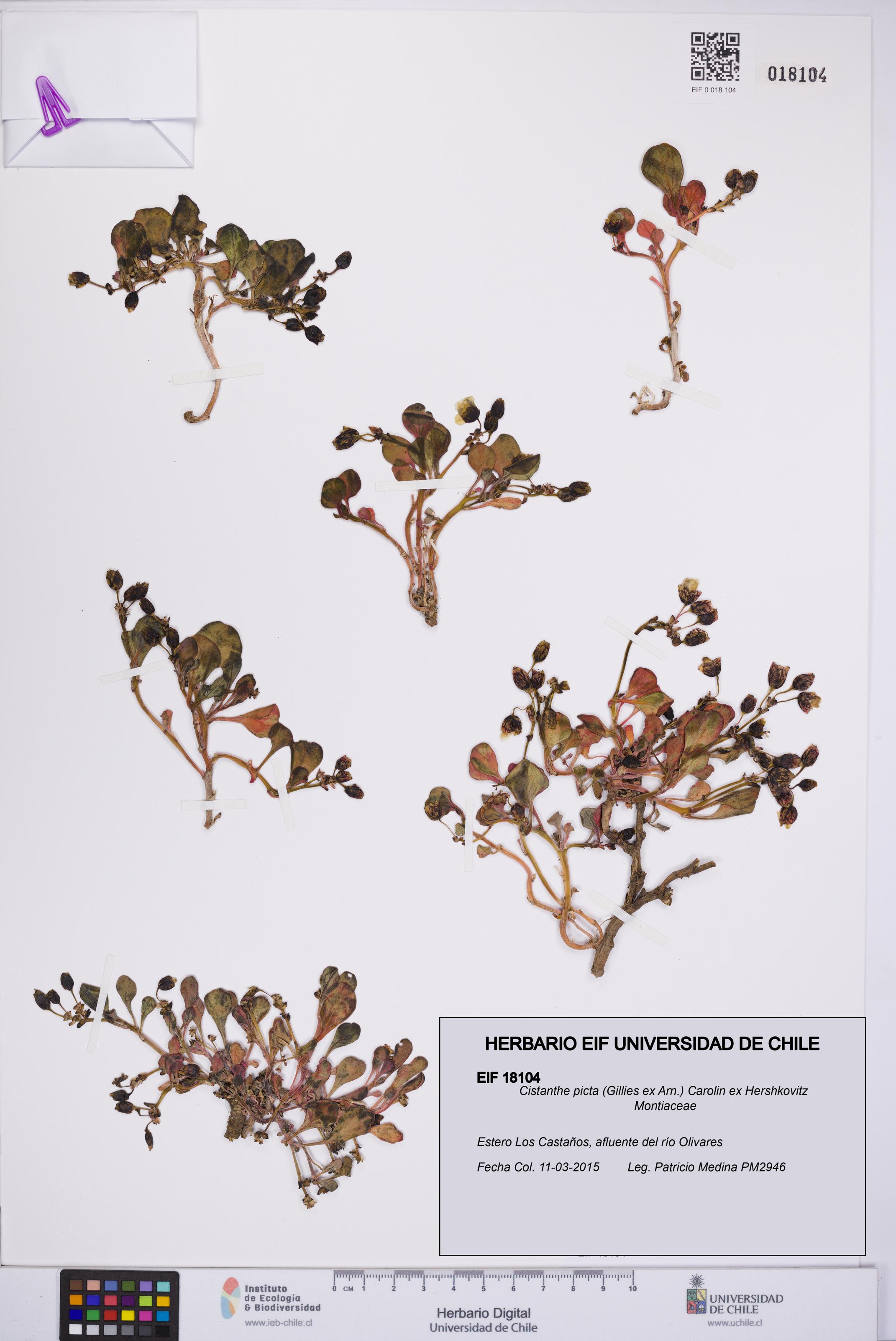 Cistanthe picta [Espécimen: UCH:EIF:0018104]
