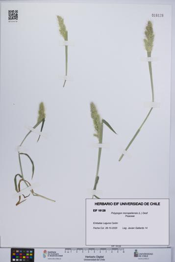 Polypogon monspeliensis [Espécimen: UCH:EIF:0018128]