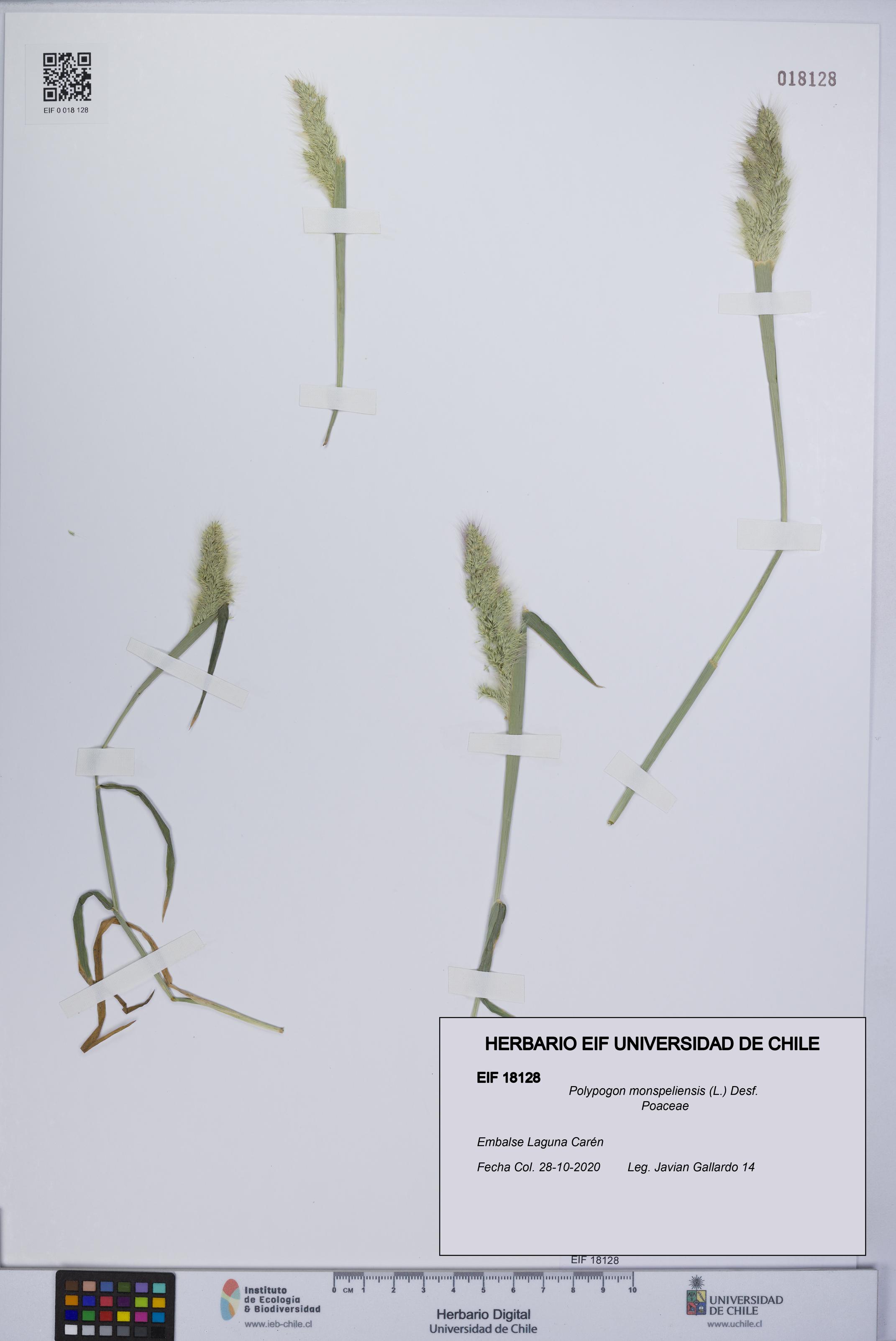 Polypogon monspeliensis [Espécimen: UCH:EIF:0018128]