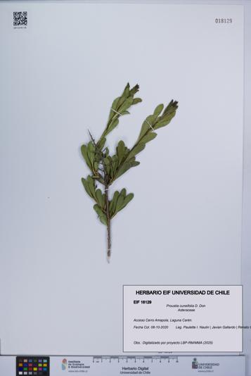 Proustia cuneifolia [Espécimen: UCH:EIF:0018129]