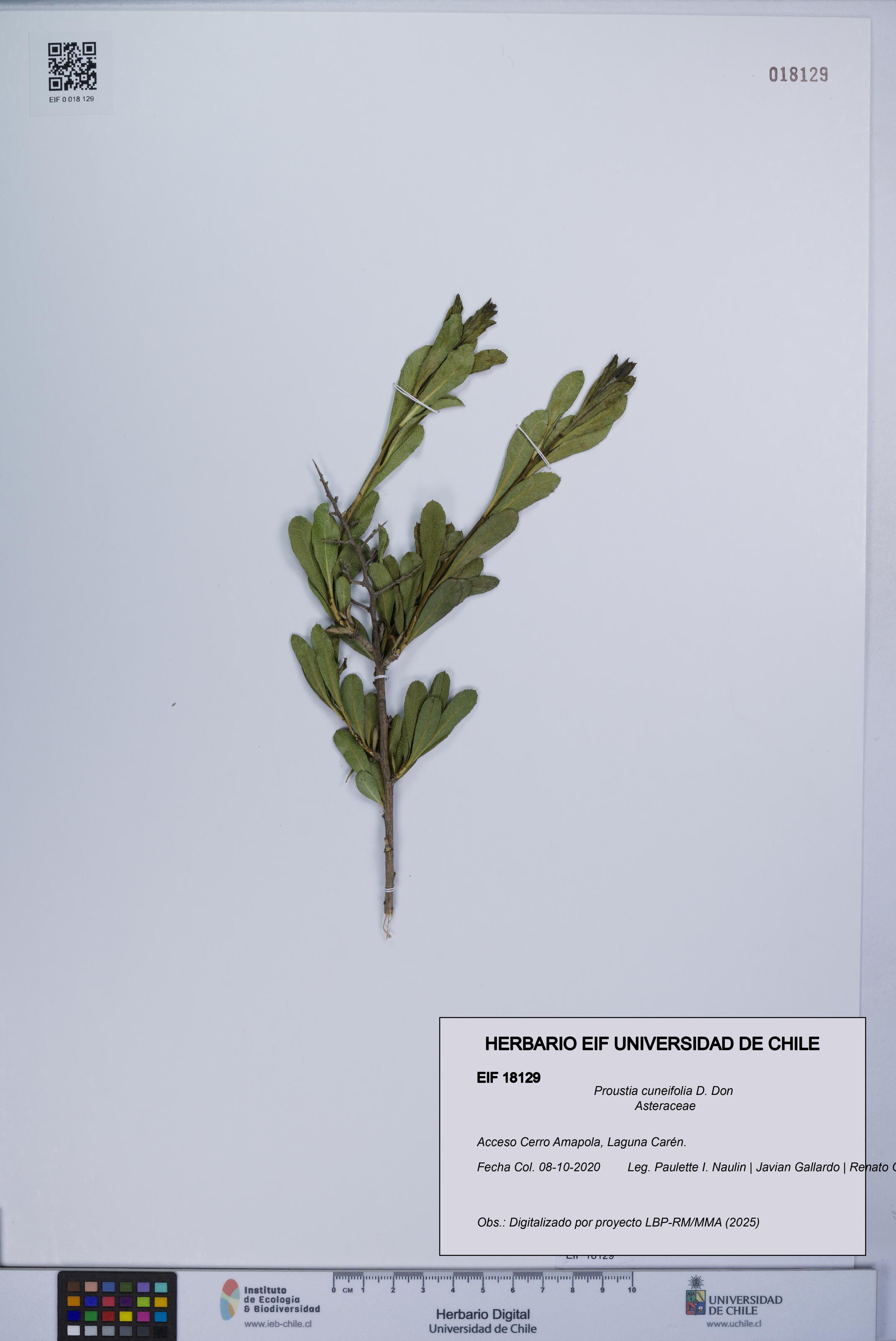 Proustia cuneifolia [Espécimen: UCH:EIF:0018129]