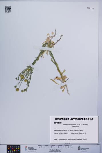 Helenium aromaticum [Espécimen: UCH:EIF:0018130]