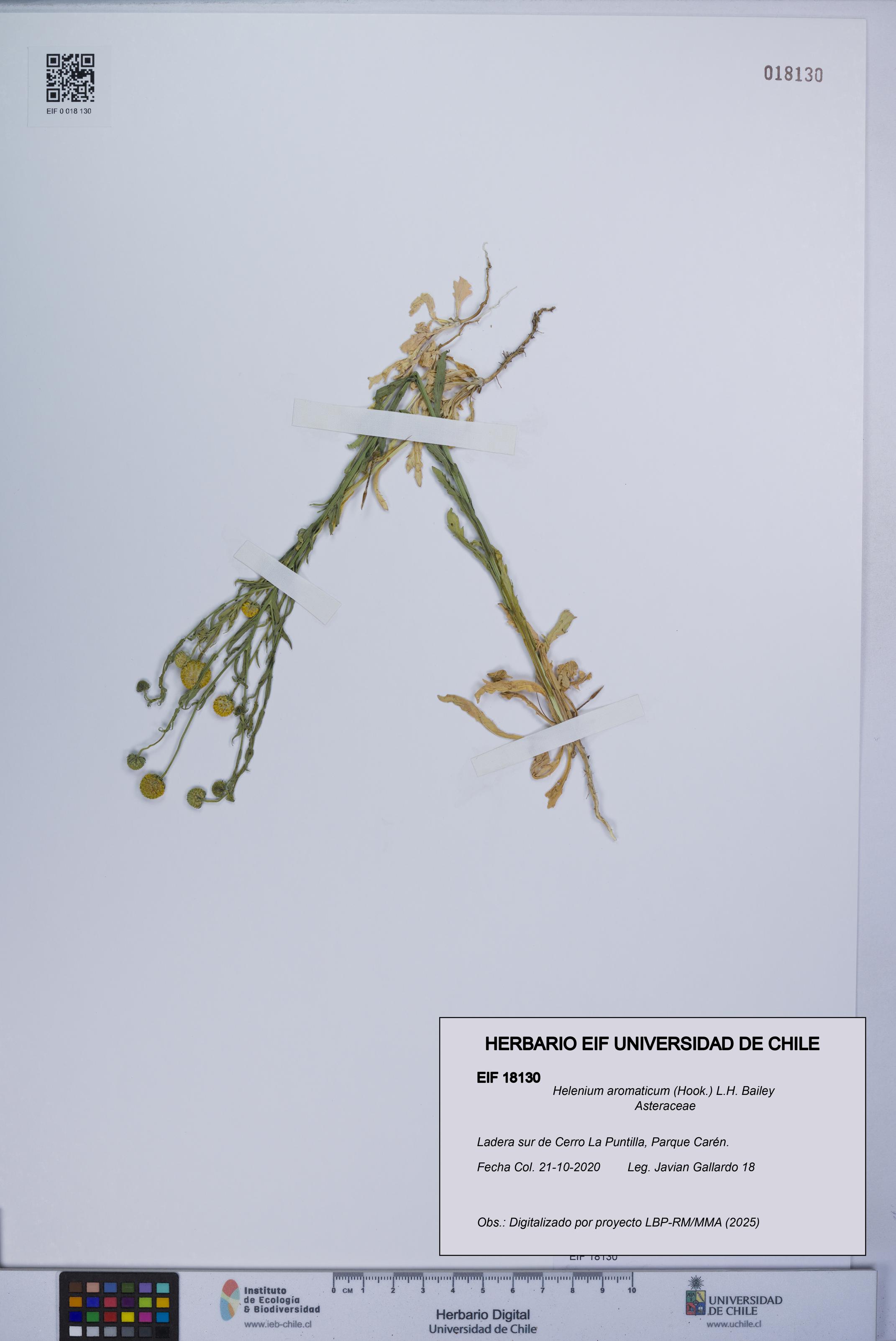 Helenium aromaticum [Espécimen: UCH:EIF:0018130]