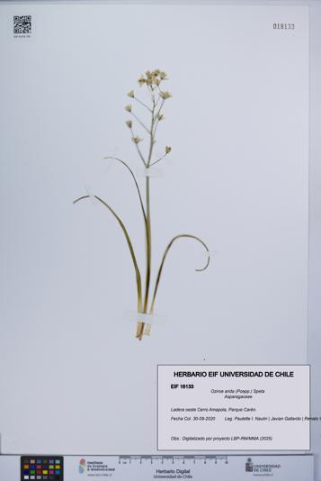 Oziroe arida [Espécimen: UCH:EIF:0018133]