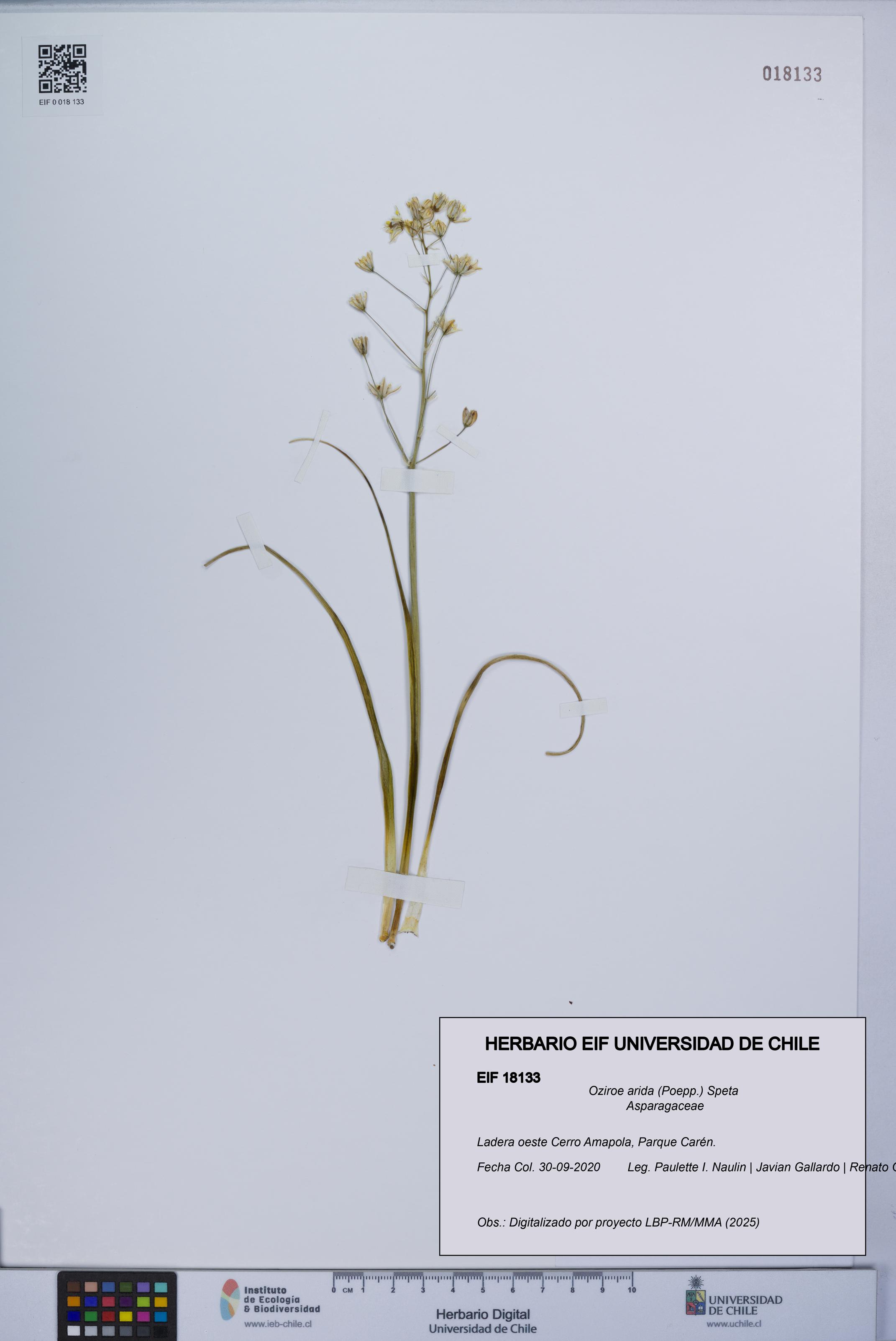 Oziroe arida [Espécimen: UCH:EIF:0018133]