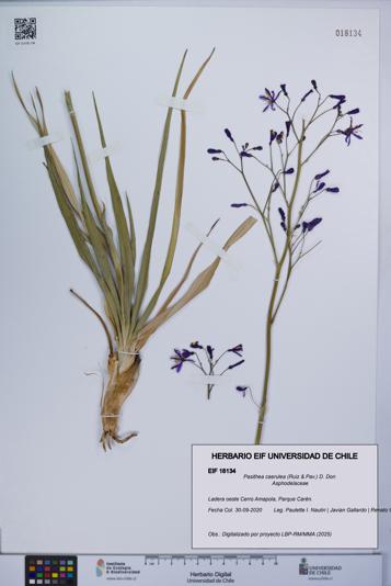 Pasithea caerulea [Espécimen: UCH:EIF:0018134]