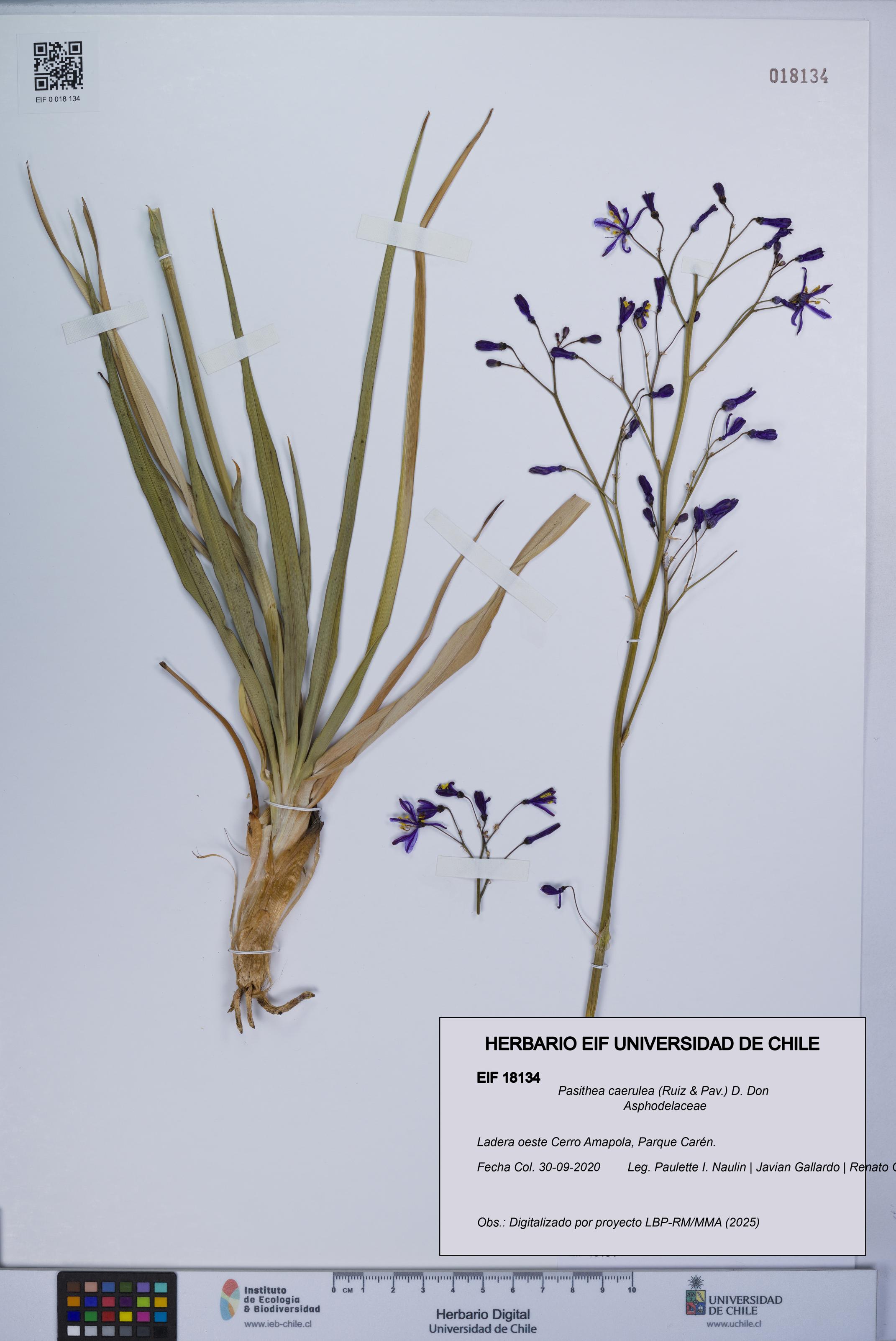 Pasithea caerulea [Espécimen: UCH:EIF:0018134]
