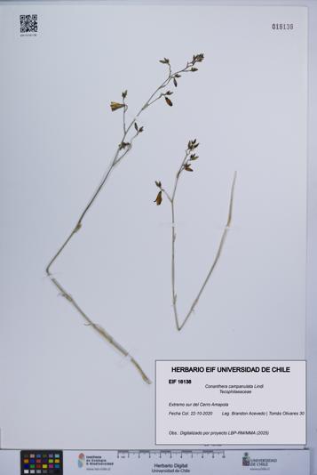 Conanthera campanulata [Espécimen: UCH:EIF:0018138]