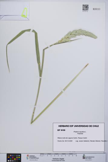 Phalaris aquatica [Espécimen: UCH:EIF:0018153]