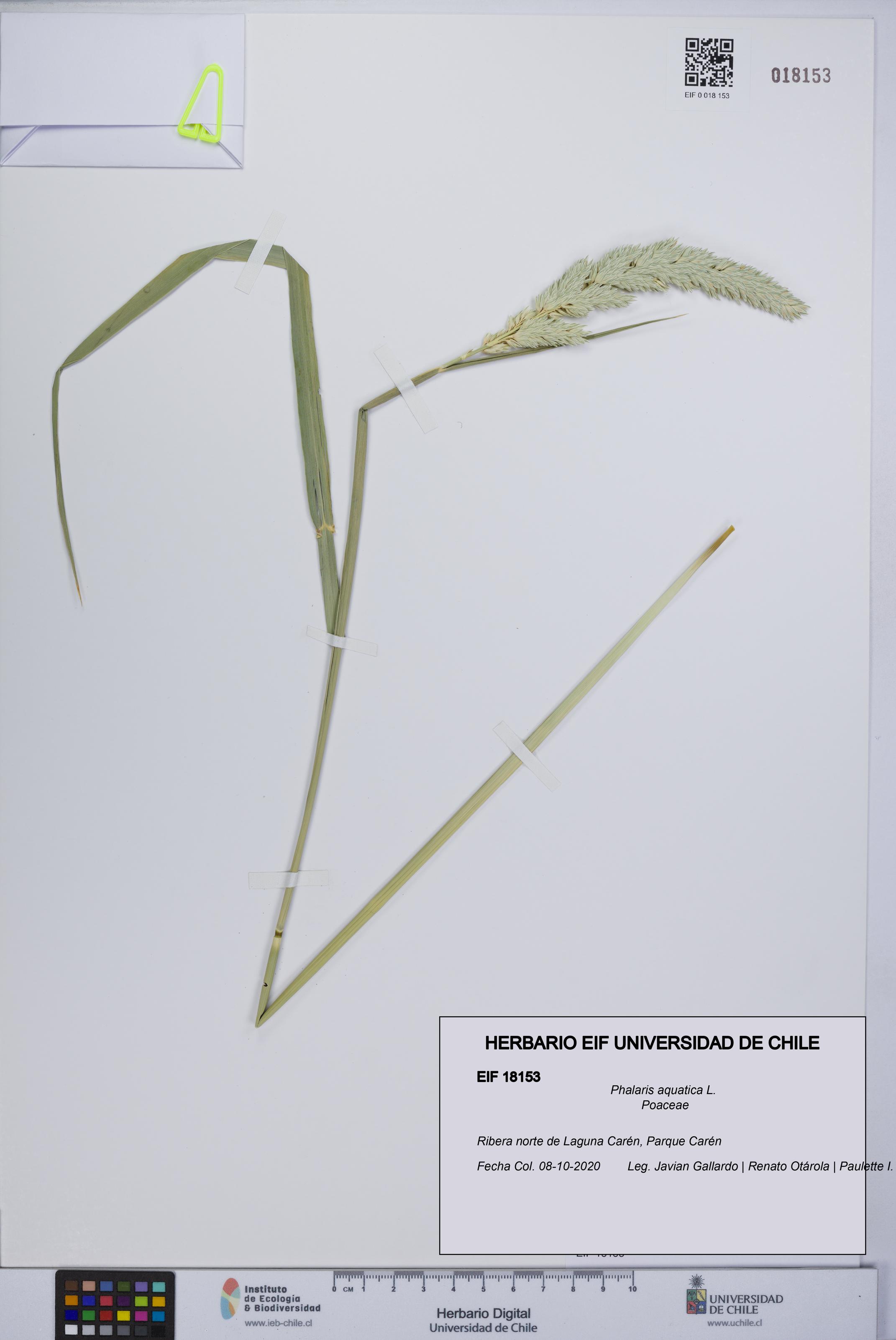 Phalaris aquatica [Espécimen: UCH:EIF:0018153]