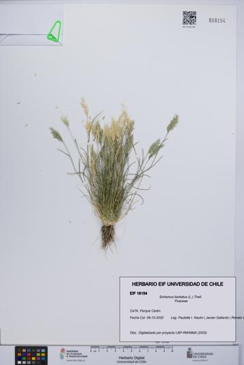 Schismus barbatus [Espécimen: UCH:EIF:0018154]