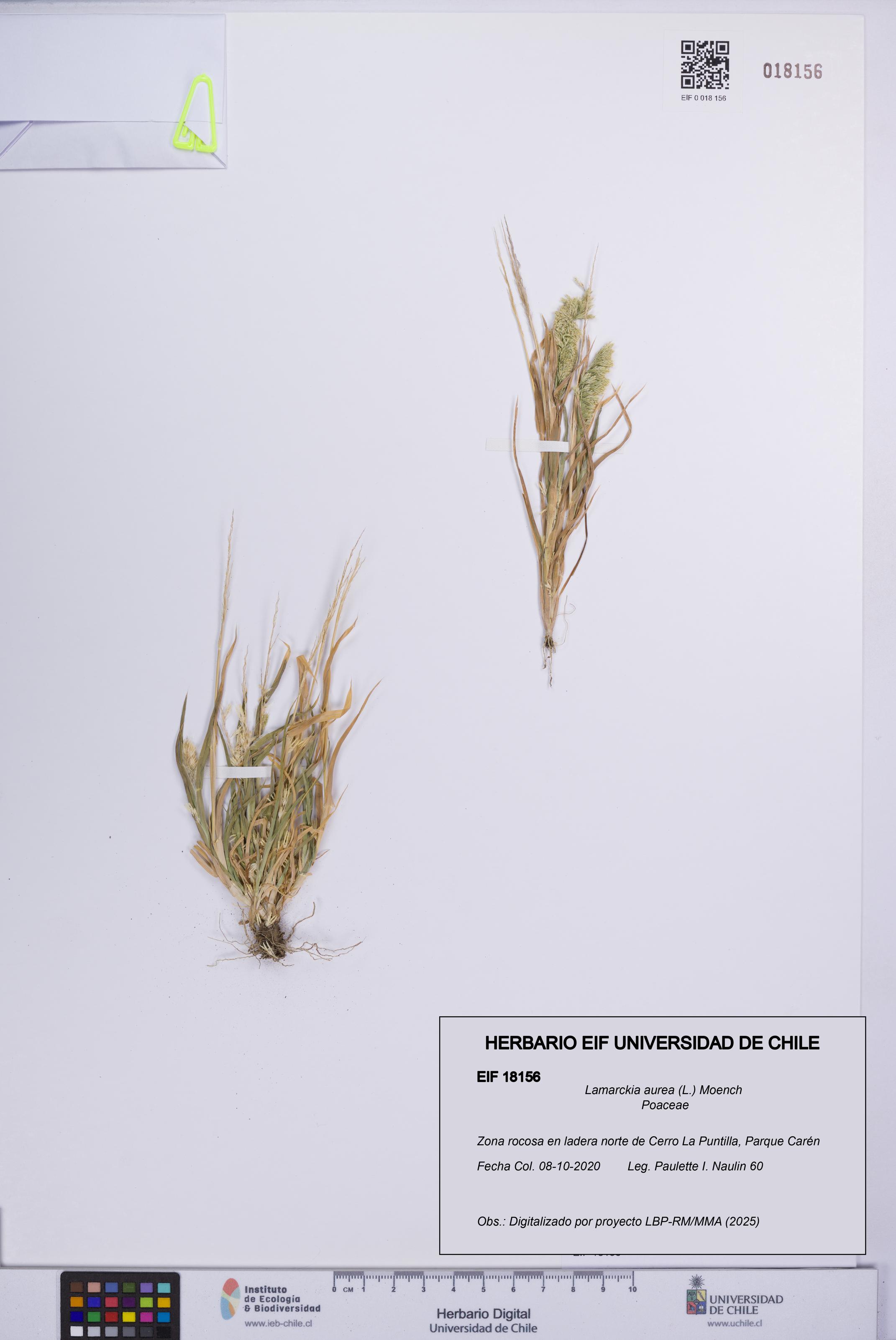 Lamarckia aurea [Espécimen: UCH:EIF:0018156]