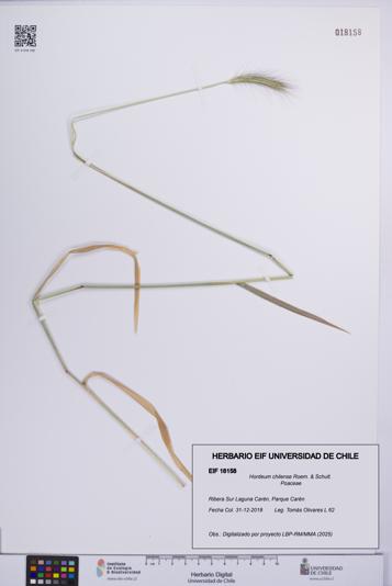Hordeum chilense [Espécimen: UCH:EIF:0018158]