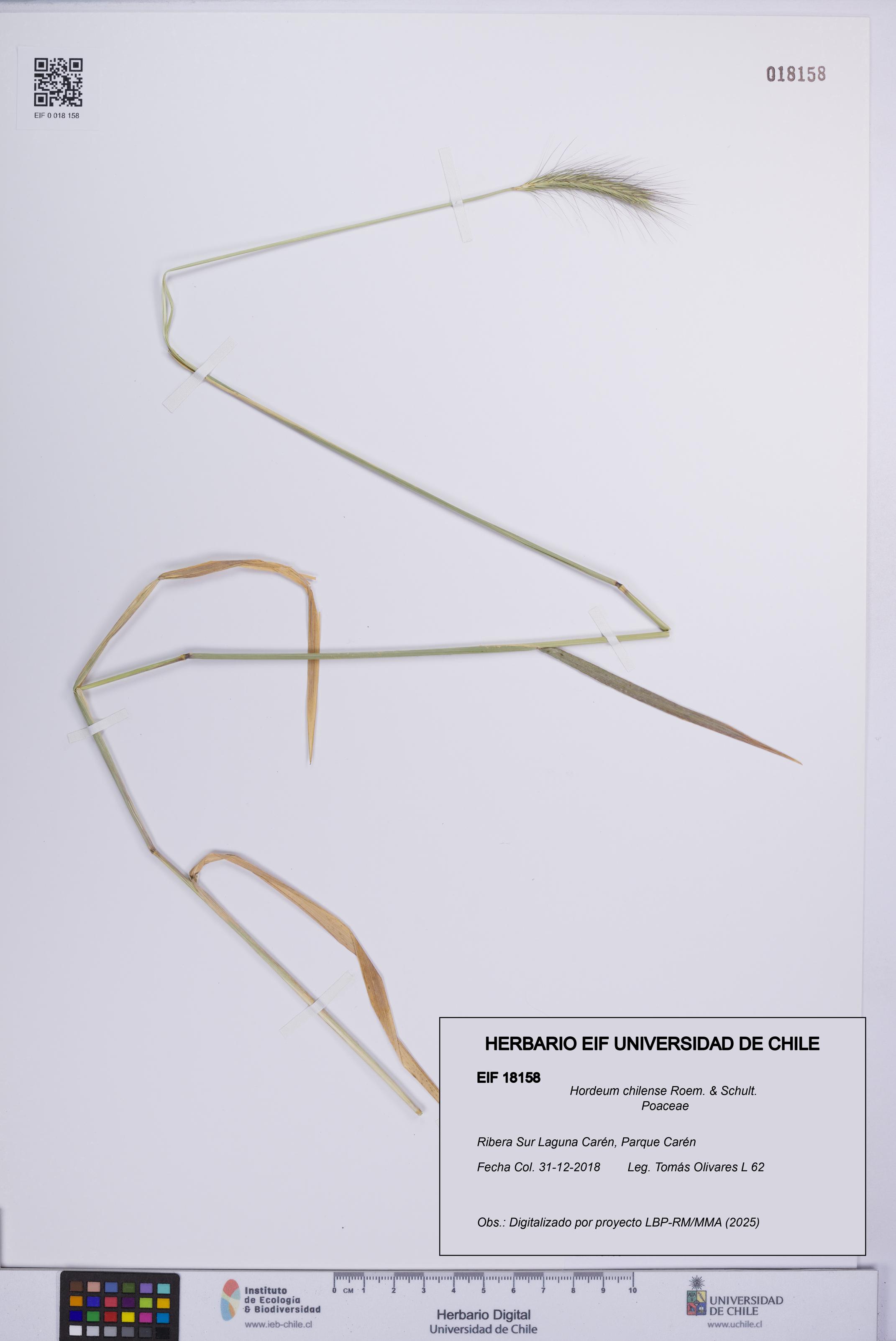 Hordeum chilense [Espécimen: UCH:EIF:0018158]