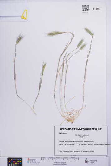 Hordeum murinum [Espécimen: UCH:EIF:0018161]