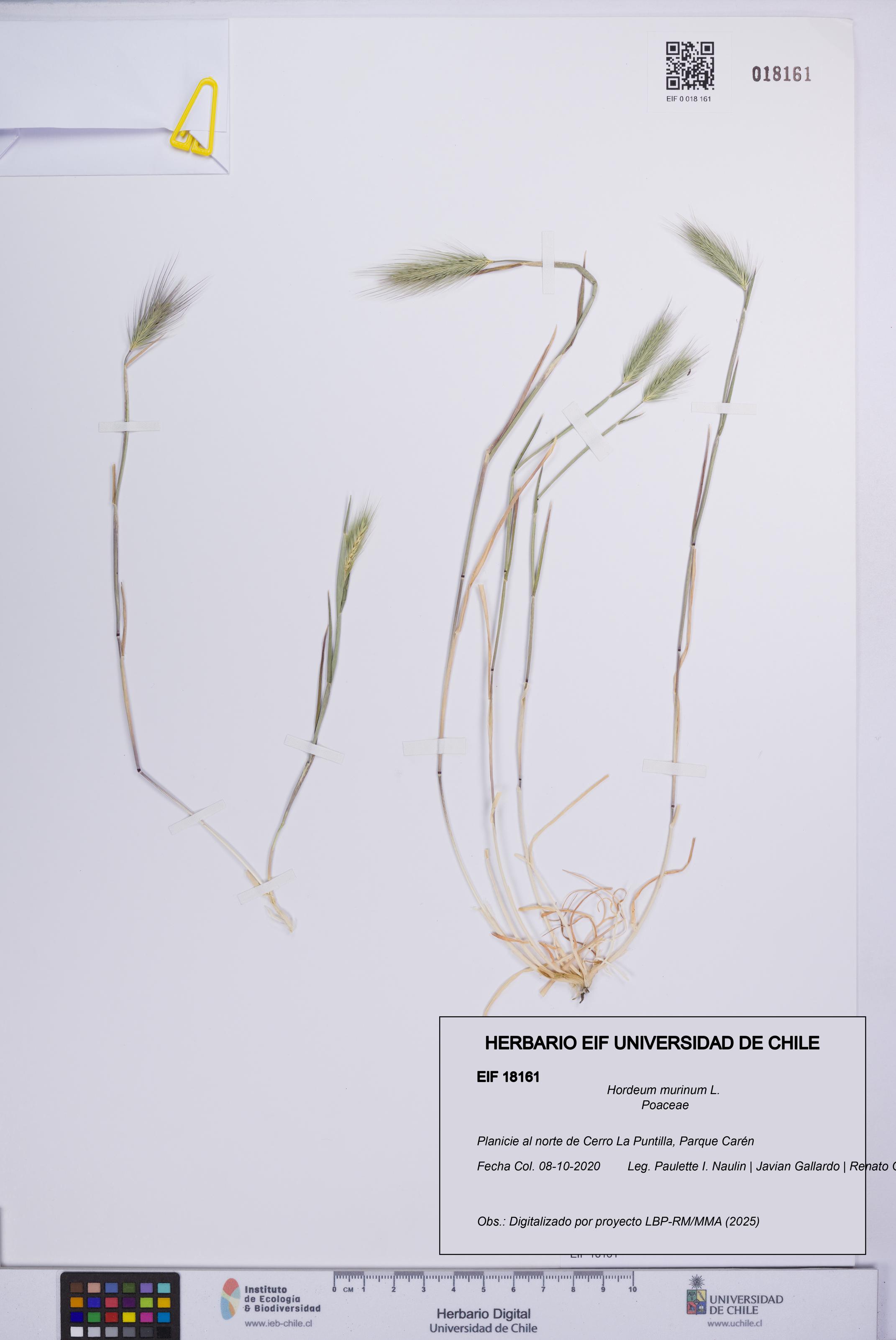 Hordeum murinum [Espécimen: UCH:EIF:0018161]