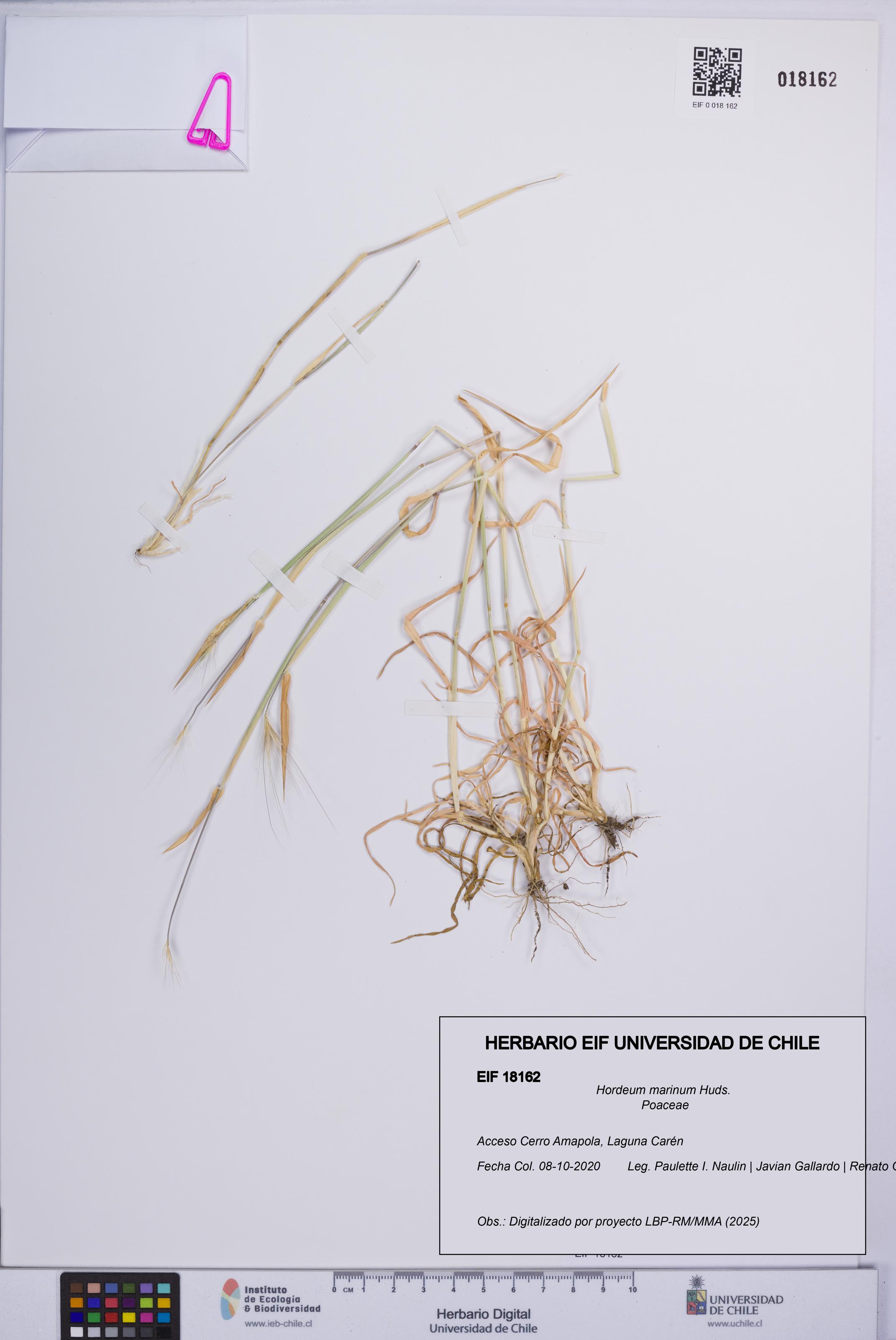 Hordeum marinum [Espécimen: UCH:EIF:0018162]