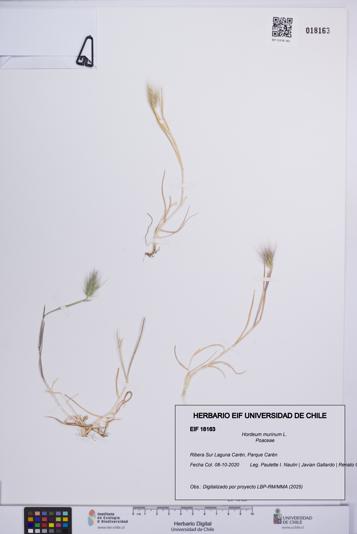 Hordeum murinum [Espécimen: UCH:EIF:0018163]