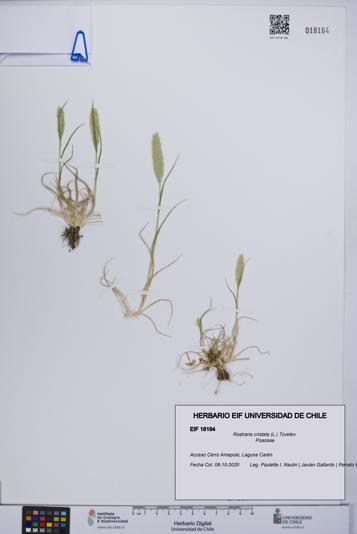 Rostraria cristata [Espécimen: UCH:EIF:0018164]
