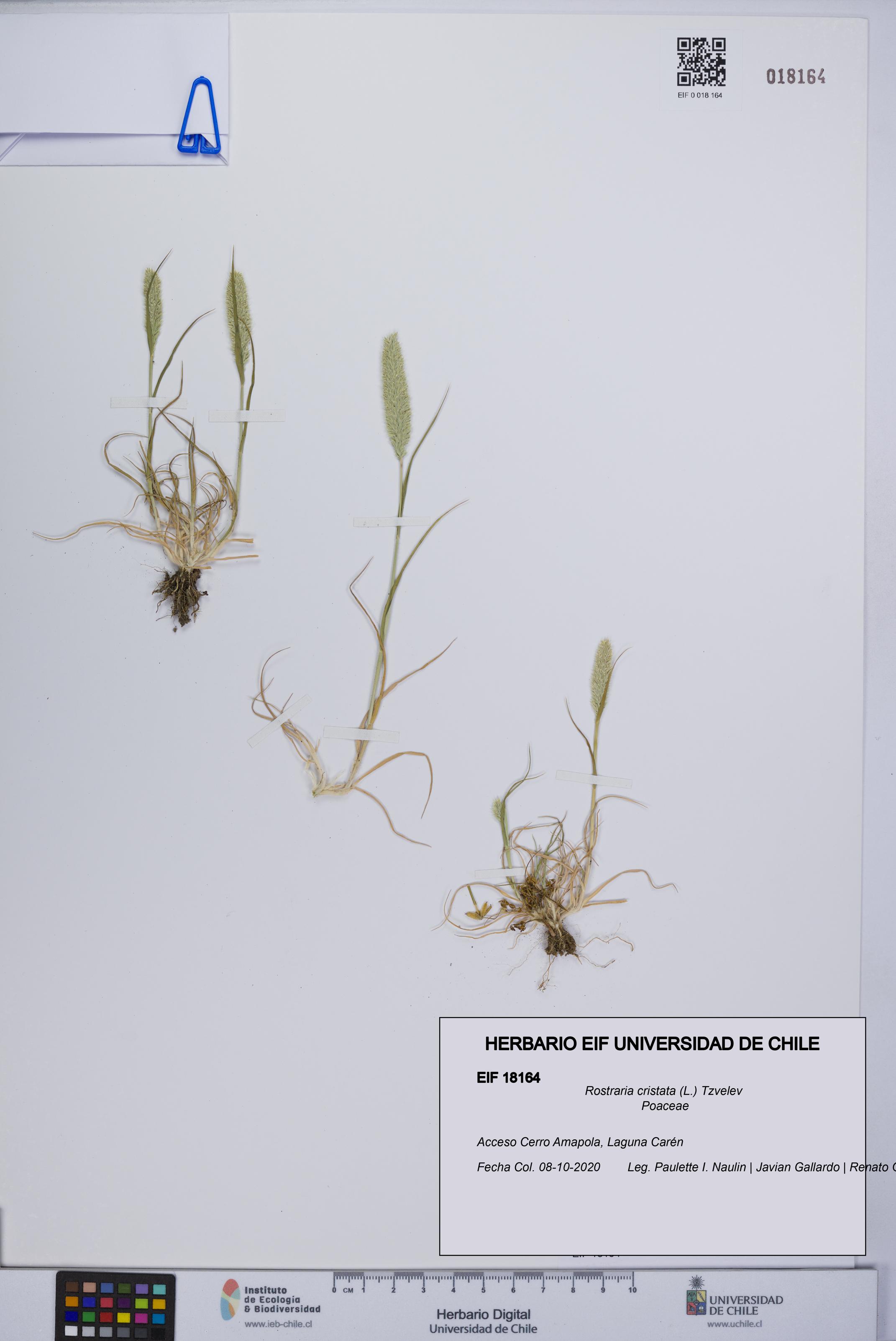 Rostraria cristata [Espécimen: UCH:EIF:0018164]