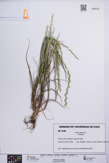 Lolium perenne [Espécimen: UCH:EIF:0018165]